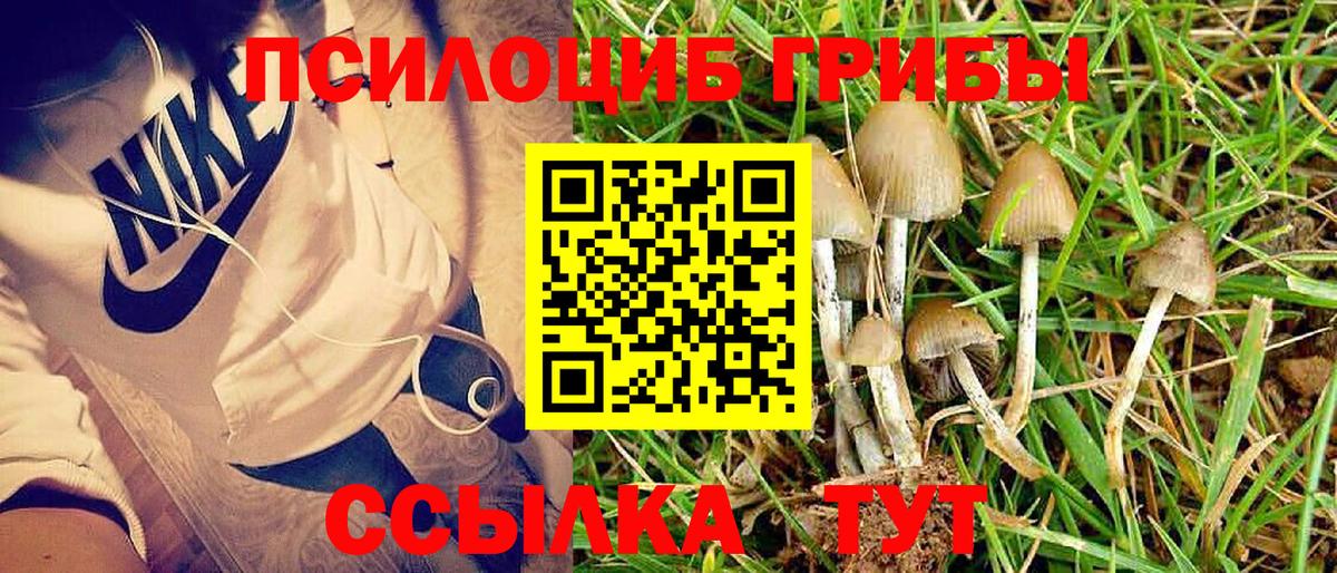 Псилоцибиновые грибы Psilocybe  Вход с VPN  Волжский 